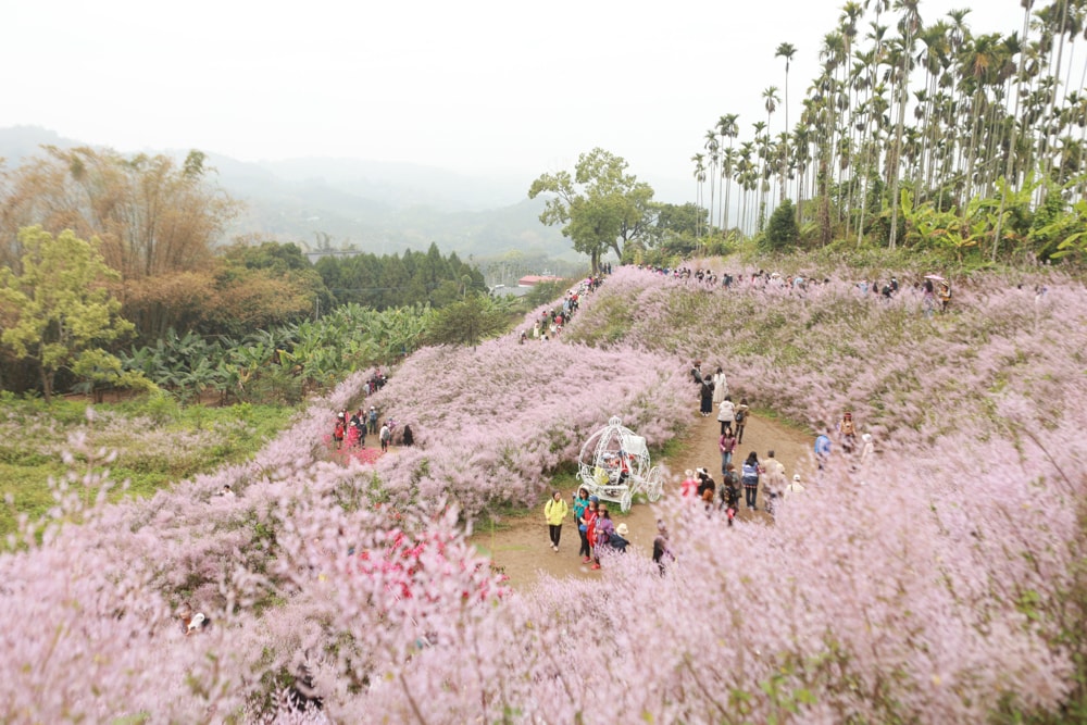 南投中寮賞花秘境推薦｜瑰蜜甜心玫瑰園。每年2-3月粉紅麝香木花海、許願藤、九重葛浪漫盛開！(寵物友善景點)