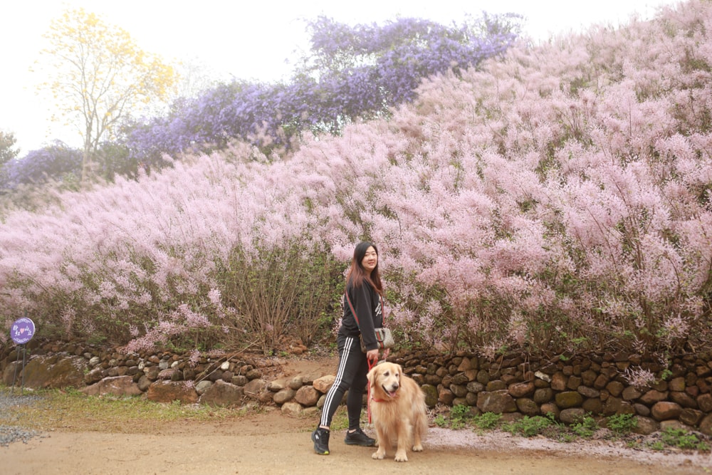 南投中寮賞花秘境推薦｜瑰蜜甜心玫瑰園。每年2-3月粉紅麝香木花海、許願藤、九重葛浪漫盛開！(寵物友善景點)