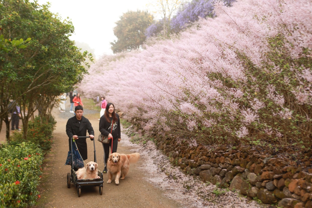 南投中寮賞花秘境推薦｜瑰蜜甜心玫瑰園。每年2-3月粉紅麝香木花海、許願藤、九重葛浪漫盛開！(寵物友善景點)