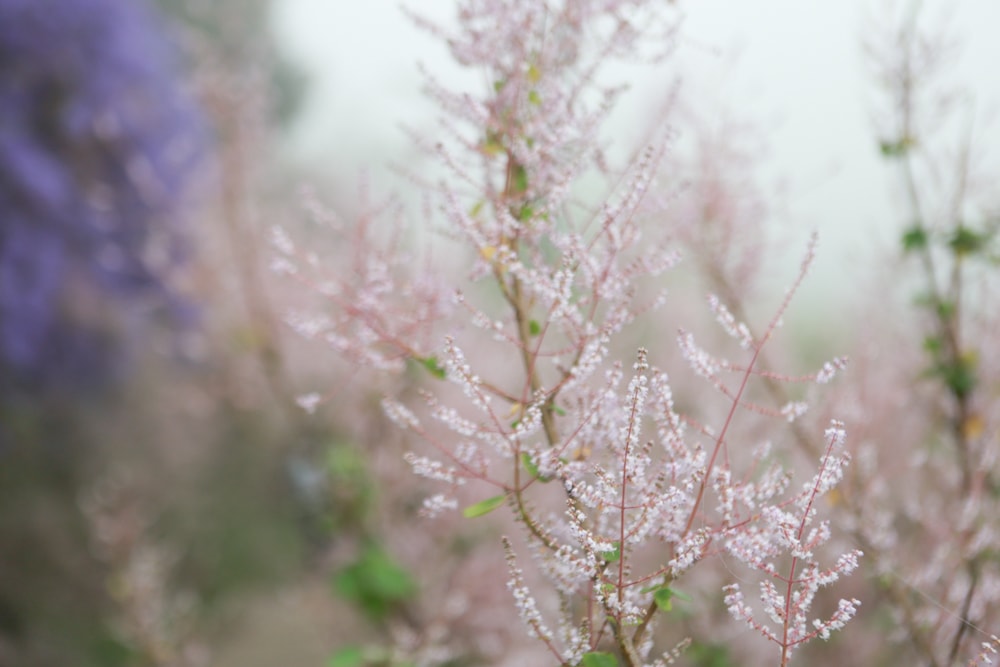 南投中寮賞花秘境推薦｜瑰蜜甜心玫瑰園。每年2-3月粉紅麝香木花海、許願藤、九重葛浪漫盛開！(寵物友善景點)