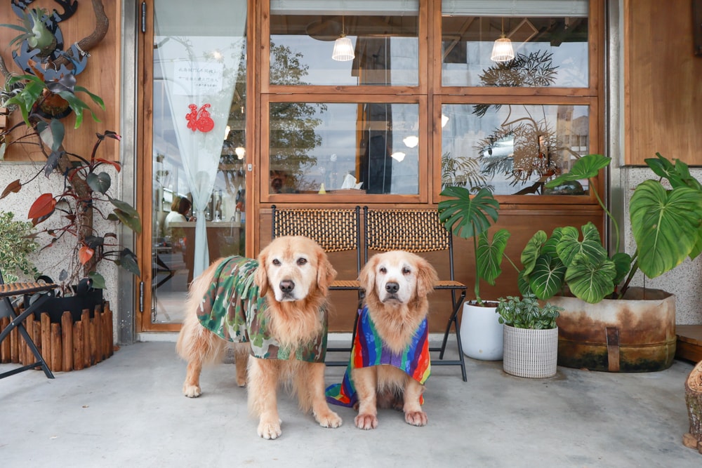 花蓮北濱美食 ｜小小兔子廚房。寵物友善＋新鮮火鍋蔬菜自助吧，必點豬肋排、花蓮寵物友善美食推薦