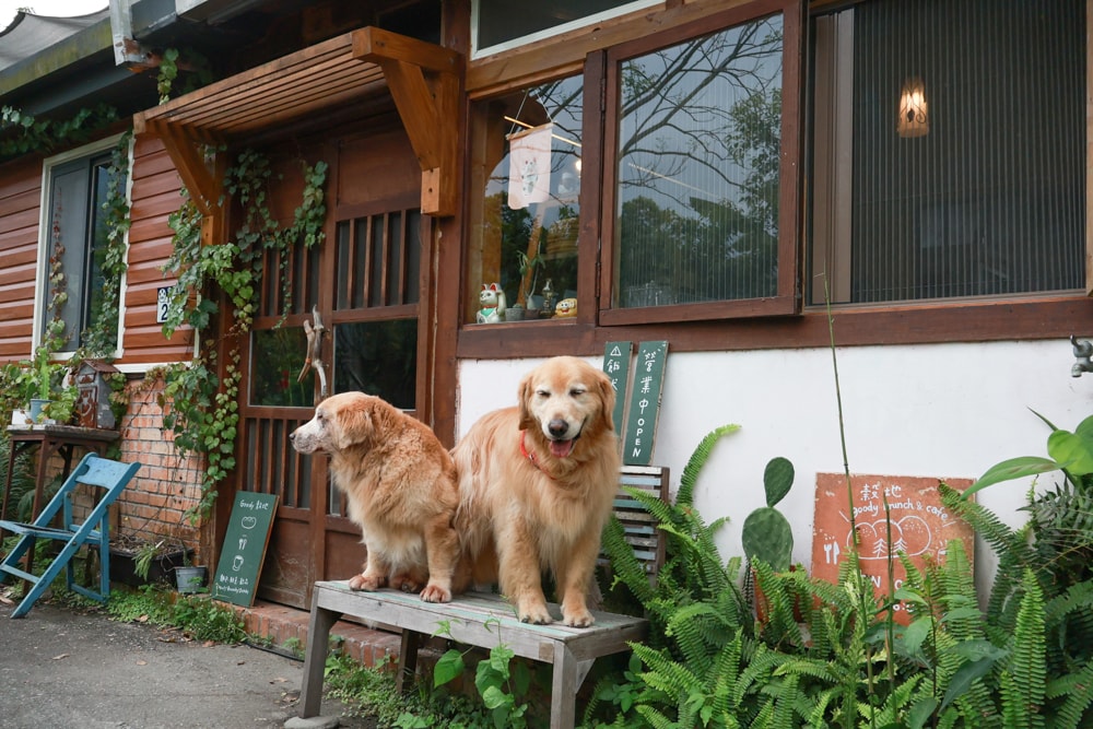 花蓮寵物友善早午餐推薦|穀地 Goody Brunch & Cafe 戰斧豬超嫩、酸種麵包超香!還有店狗露露坐檯! - 第2張圖 花蓮寵物友善早午餐推薦|穀地 Goody Brunch & Cafe 戰斧豬超嫩、酸種麵包超香!還有店狗露露坐檯!