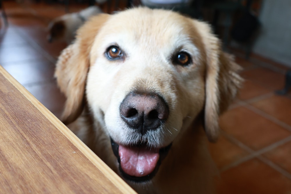 花蓮寵物友善早午餐推薦|穀地 Goody Brunch & Cafe 戰斧豬超嫩、酸種麵包超香!還有店狗露露坐檯! - 第10張圖 花蓮寵物友善早午餐推薦|穀地 Goody Brunch & Cafe 戰斧豬超嫩、酸種麵包超香!還有店狗露露坐檯!
