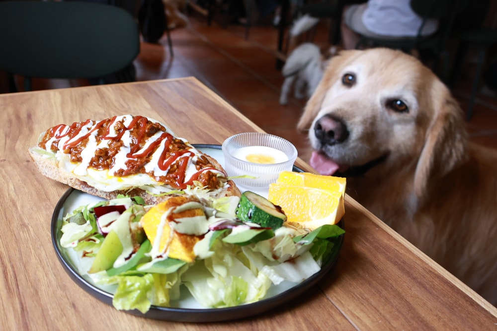 花蓮寵物友善早午餐推薦|穀地 Goody Brunch & Cafe 戰斧豬超嫩、酸種麵包超香!還有店狗露露坐檯! - 第11張圖 花蓮寵物友善早午餐推薦|穀地 Goody Brunch & Cafe 戰斧豬超嫩、酸種麵包超香!還有店狗露露坐檯!