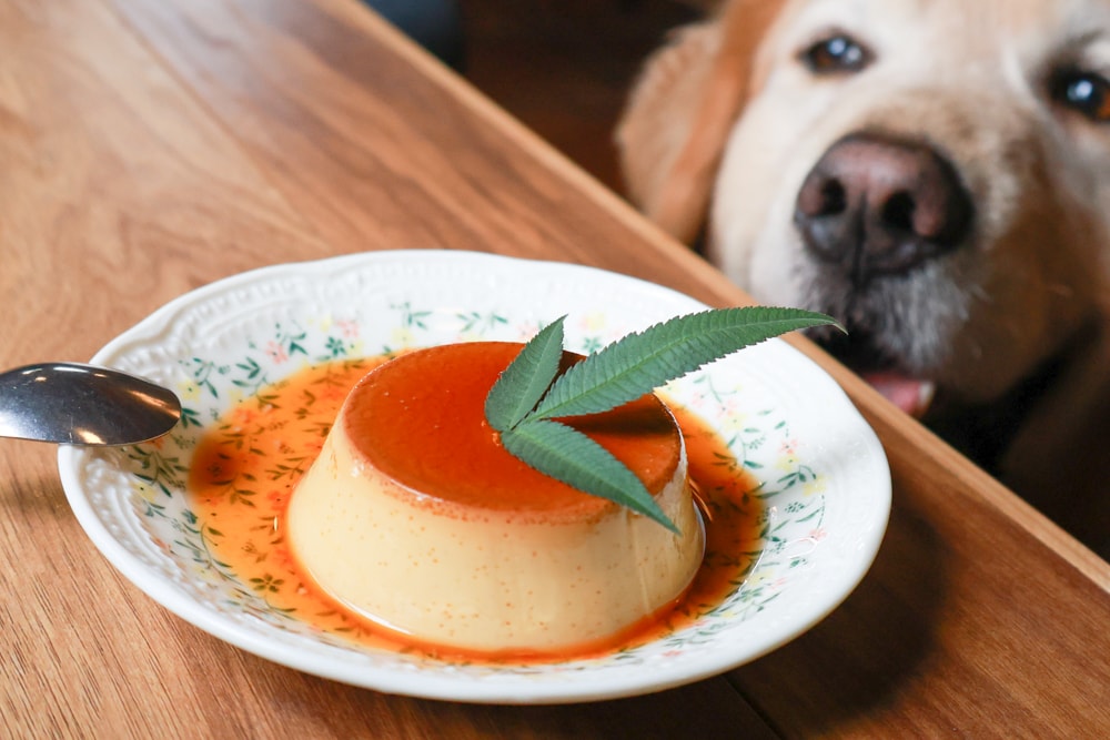 花蓮寵物友善早午餐推薦|穀地 Goody Brunch & Cafe 戰斧豬超嫩、酸種麵包超香!還有店狗露露坐檯! - 第19張圖 花蓮寵物友善早午餐推薦|穀地 Goody Brunch & Cafe 戰斧豬超嫩、酸種麵包超香!還有店狗露露坐檯!