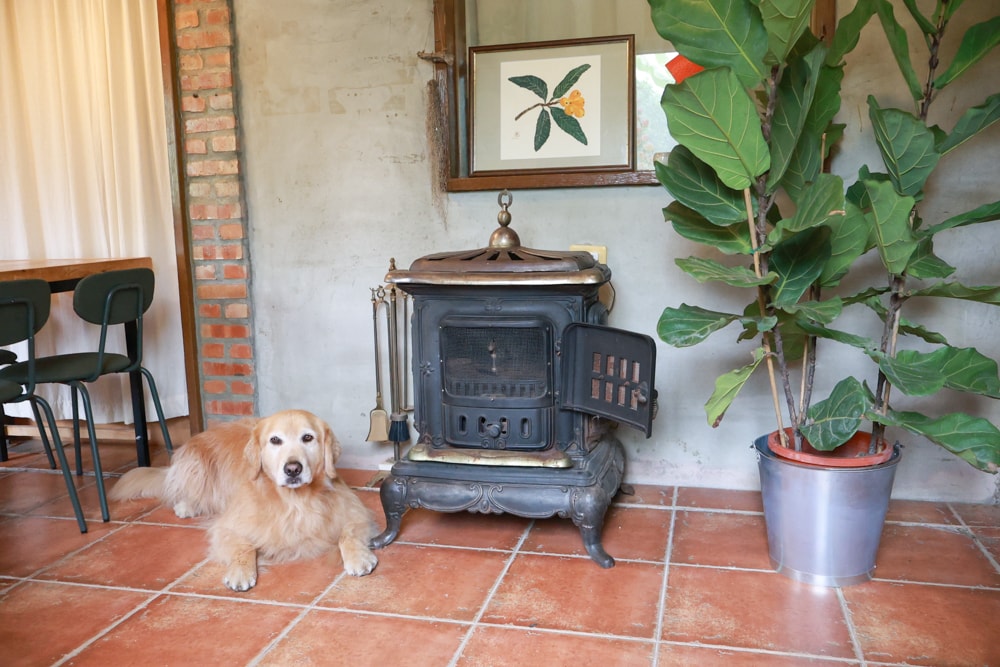 花蓮寵物友善早午餐推薦|穀地 Goody Brunch & Cafe 戰斧豬超嫩、酸種麵包超香!還有店狗露露坐檯! - 第20張圖 花蓮寵物友善早午餐推薦|穀地 Goody Brunch & Cafe 戰斧豬超嫩、酸種麵包超香!還有店狗露露坐檯!