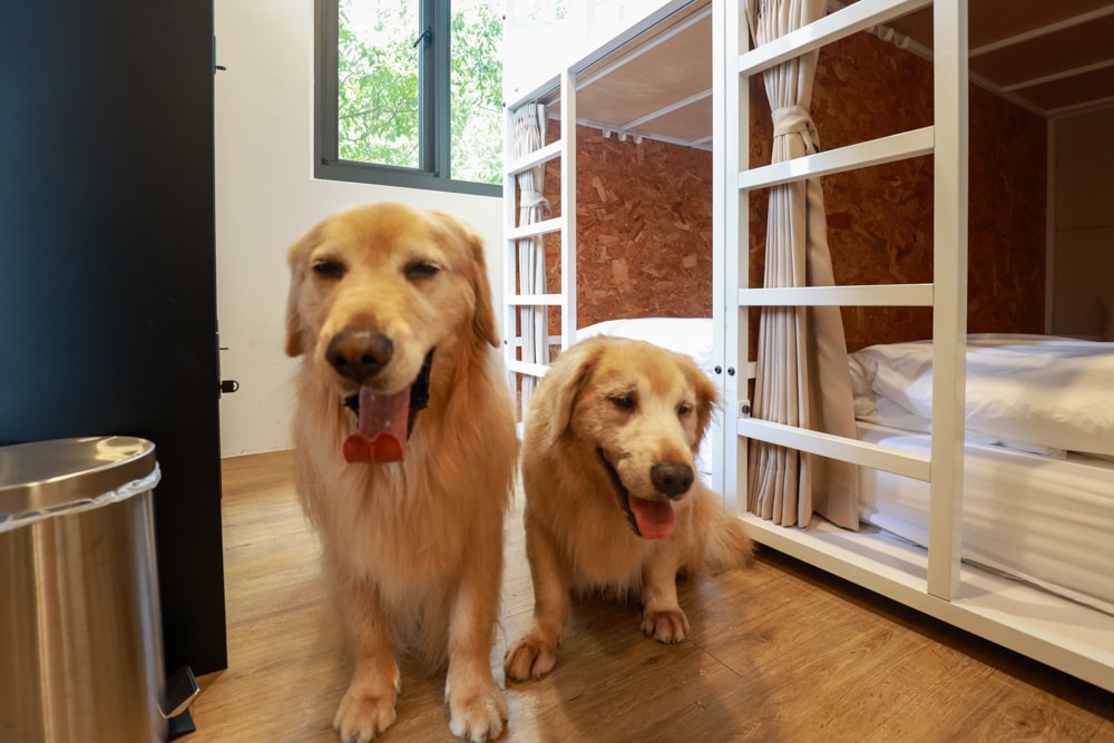 新北烏來住宿推薦|足立司拉梯田溫泉背包館、寵物友善、平日包棟、泡湯、觀星一次滿足 - 第41張圖 新北烏來住宿推薦|足立司拉梯田溫泉背包館、寵物友善、平日包棟、泡湯、觀星一次滿足