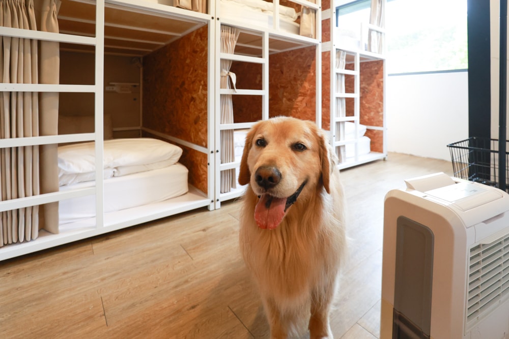 新北烏來住宿推薦|足立司拉梯田溫泉背包館、寵物友善、平日包棟、泡湯、觀星一次滿足 - 第38張圖 新北烏來住宿推薦|足立司拉梯田溫泉背包館、寵物友善、平日包棟、泡湯、觀星一次滿足
