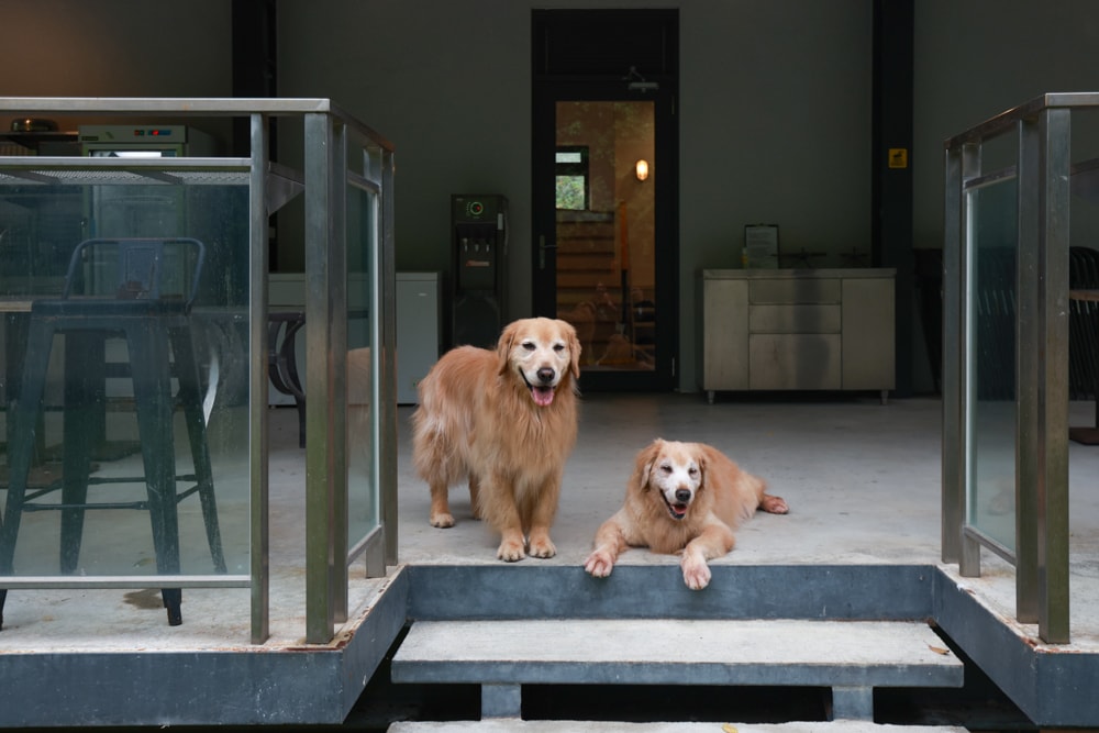 新北烏來住宿推薦|足立司拉梯田溫泉背包館、寵物友善、平日包棟、泡湯、觀星一次滿足 - 第7張圖 新北烏來住宿推薦|足立司拉梯田溫泉背包館、寵物友善、平日包棟、泡湯、觀星一次滿足