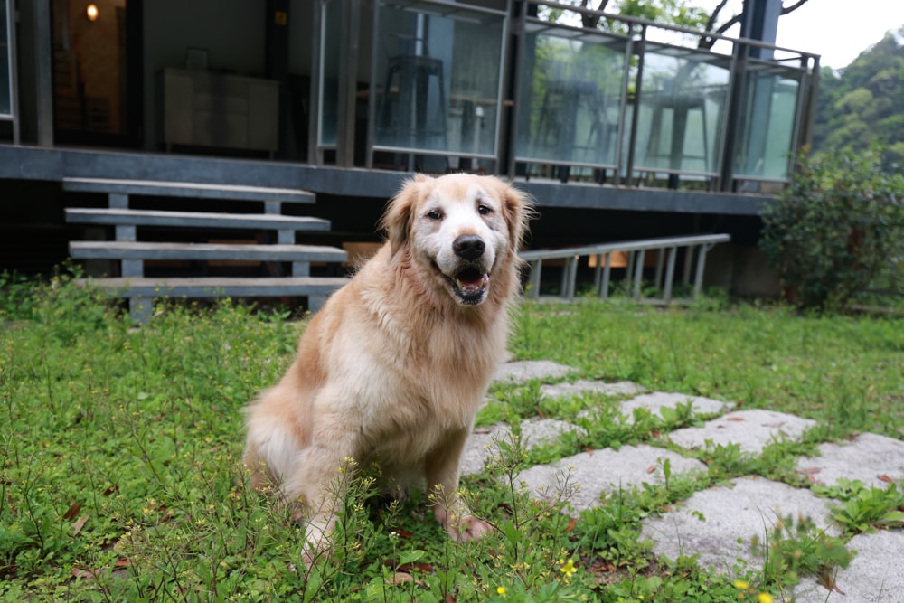 新北烏來住宿推薦|足立司拉梯田溫泉背包館、寵物友善、平日包棟、泡湯、觀星一次滿足 - 第5張圖 新北烏來住宿推薦|足立司拉梯田溫泉背包館、寵物友善、平日包棟、泡湯、觀星一次滿足