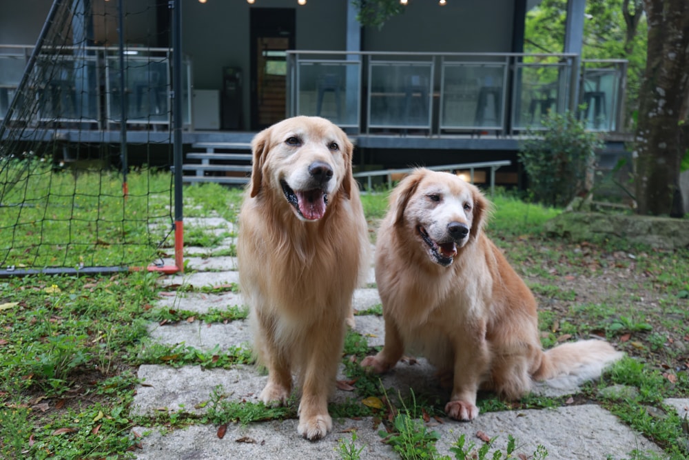 新北烏來住宿推薦|足立司拉梯田溫泉背包館、寵物友善、平日包棟、泡湯、觀星一次滿足 - 第2張圖 新北烏來住宿推薦|足立司拉梯田溫泉背包館、寵物友善、平日包棟、泡湯、觀星一次滿足