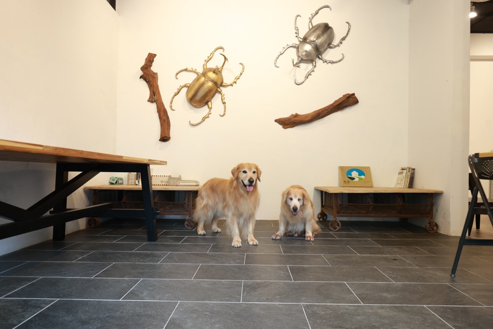 新北烏來住宿推薦|足立司拉梯田溫泉背包館、寵物友善、平日包棟、泡湯、觀星一次滿足 - 第21張圖 新北烏來住宿推薦|足立司拉梯田溫泉背包館、寵物友善、平日包棟、泡湯、觀星一次滿足