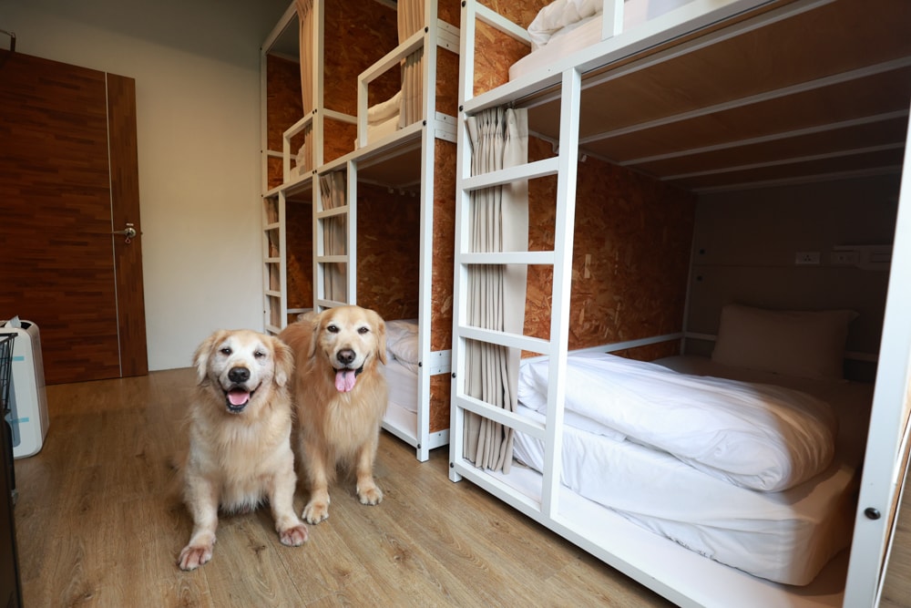 新北烏來住宿推薦|足立司拉梯田溫泉背包館、寵物友善、平日包棟、泡湯、觀星一次滿足 - 第42張圖 新北烏來住宿推薦|足立司拉梯田溫泉背包館、寵物友善、平日包棟、泡湯、觀星一次滿足