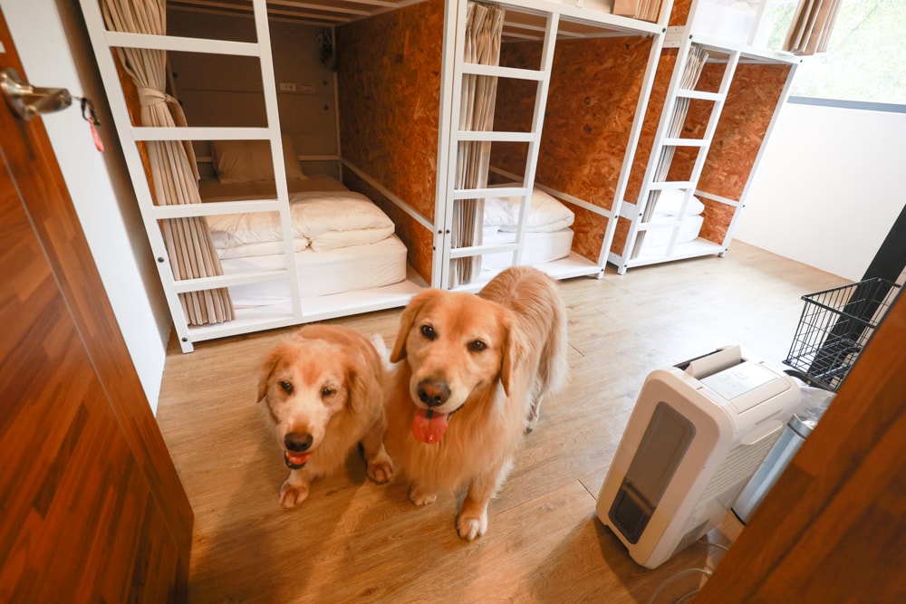 新北烏來住宿推薦|足立司拉梯田溫泉背包館、寵物友善、平日包棟、泡湯、觀星一次滿足 - 第43張圖 新北烏來住宿推薦|足立司拉梯田溫泉背包館、寵物友善、平日包棟、泡湯、觀星一次滿足
