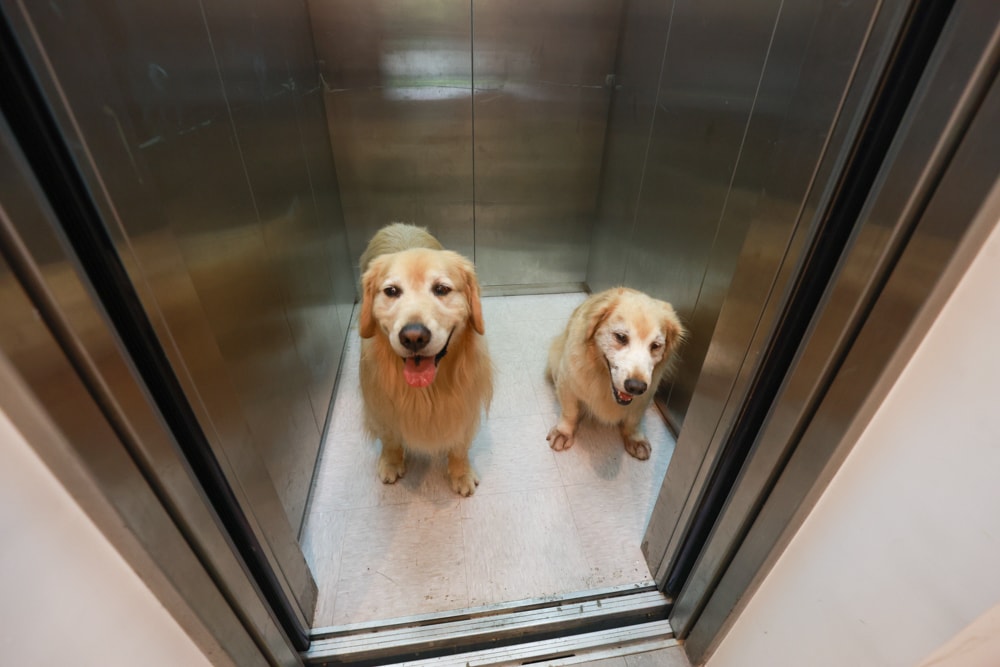 新北烏來住宿推薦|足立司拉梯田溫泉背包館、寵物友善、平日包棟、泡湯、觀星一次滿足 - 第18張圖 新北烏來住宿推薦|足立司拉梯田溫泉背包館、寵物友善、平日包棟、泡湯、觀星一次滿足