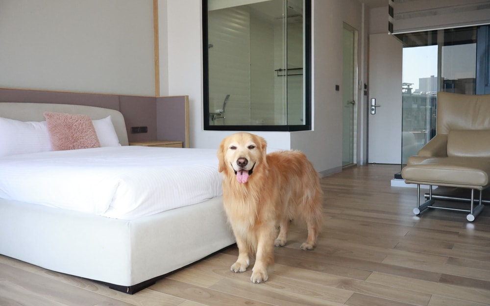 台南安平｜禾也‧香格Villa民宿。歐風浪漫藝術、寵物親子友善、一整棟包下來最舒服！！