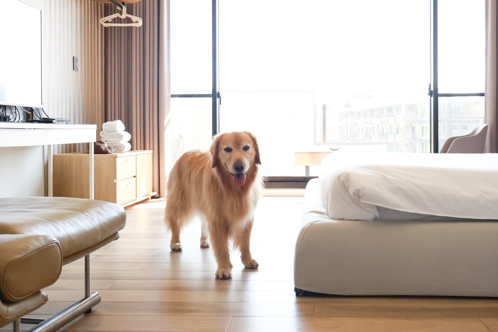 台南安平|禾也‧香格Villa民宿。歐風浪漫藝術、寵物親子友善、一整棟包下來最舒服!! - 第25張圖 台南安平|禾也‧香格Villa民宿。歐風浪漫藝術、寵物親子友善、一整棟包下來最舒服!!