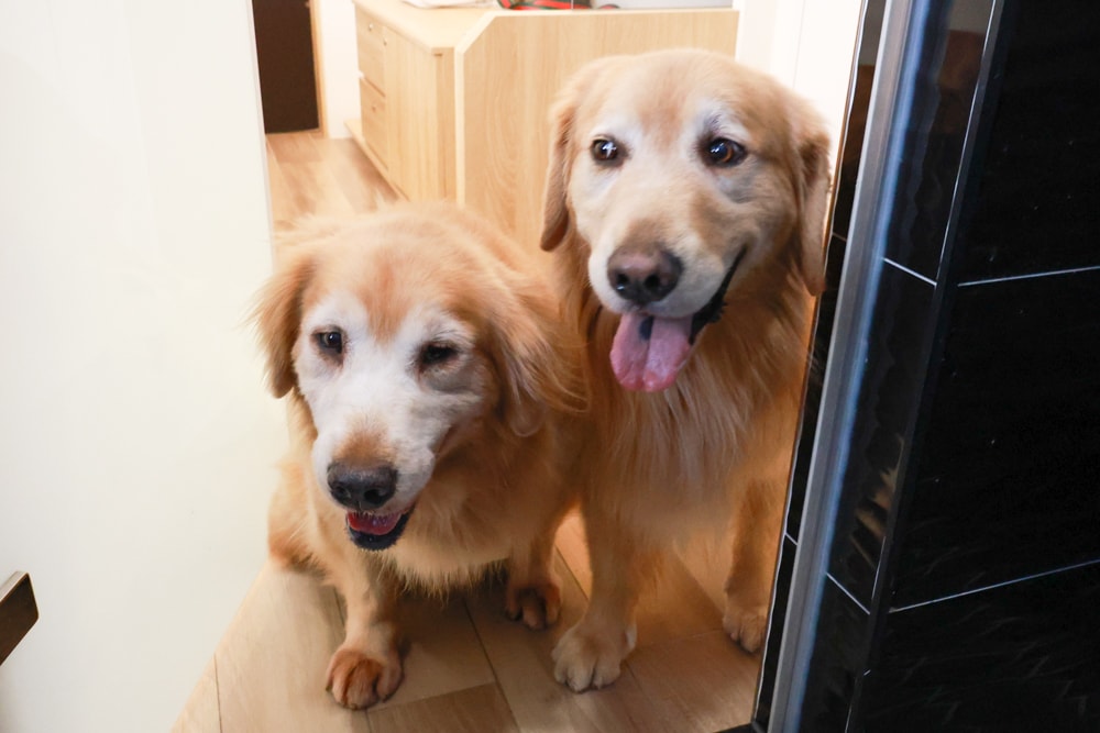 台南安平|禾也‧香格Villa民宿。歐風浪漫藝術、寵物親子友善、一整棟包下來最舒服!! - 第42張圖 台南安平|禾也‧香格Villa民宿。歐風浪漫藝術、寵物親子友善、一整棟包下來最舒服!!