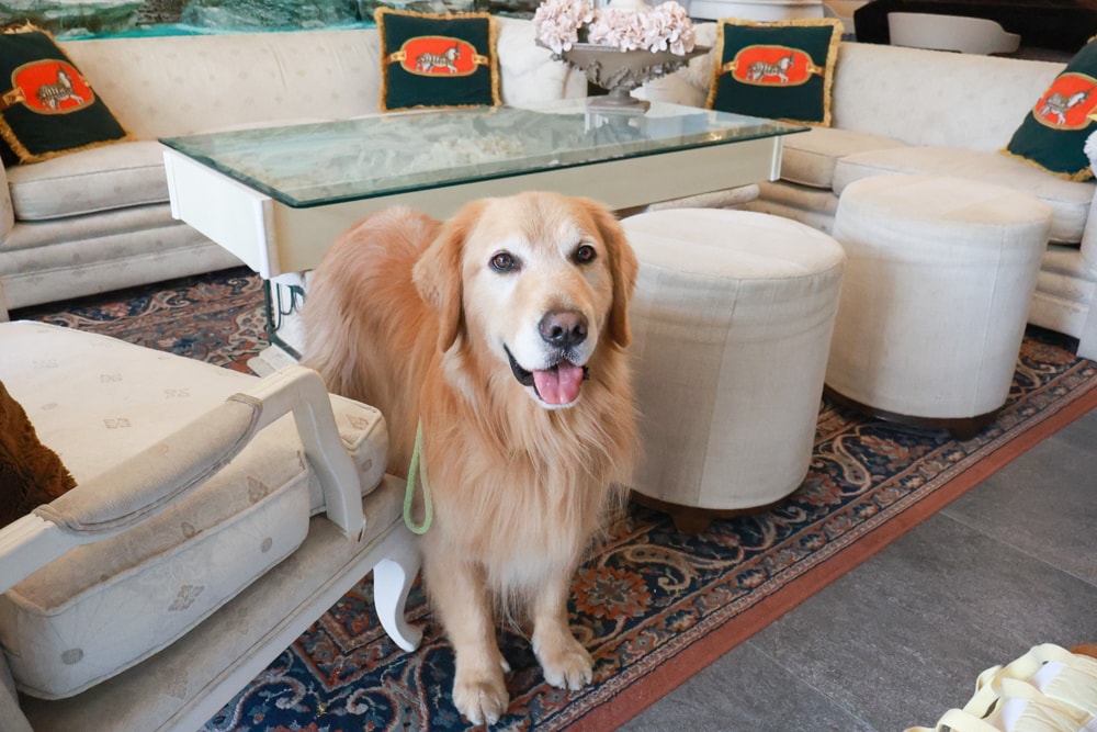 台南安平|禾也‧香格Villa民宿。歐風浪漫藝術、寵物親子友善、一整棟包下來最舒服!! - 第4張圖 台南安平|禾也‧香格Villa民宿。歐風浪漫藝術、寵物親子友善、一整棟包下來最舒服!!