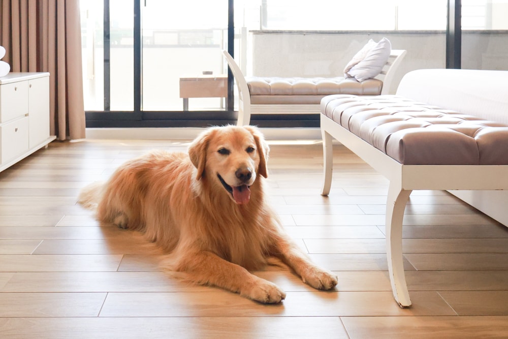 台南安平|禾也‧香格Villa民宿。歐風浪漫藝術、寵物親子友善、一整棟包下來最舒服!! - 第19張圖 台南安平|禾也‧香格Villa民宿。歐風浪漫藝術、寵物親子友善、一整棟包下來最舒服!!