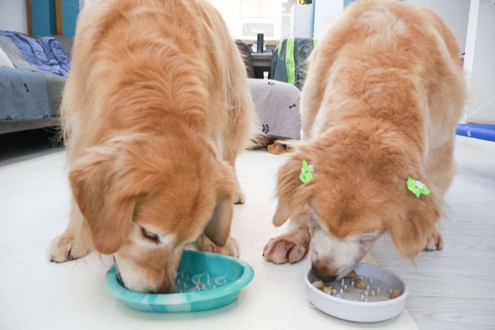 天然無穀凍乾狗糧推薦｜NZ Natural鮮開凍WOOF凍乾。紐西蘭凍乾生食、天然無穀高含肉量，挑嘴犬也愛吃！