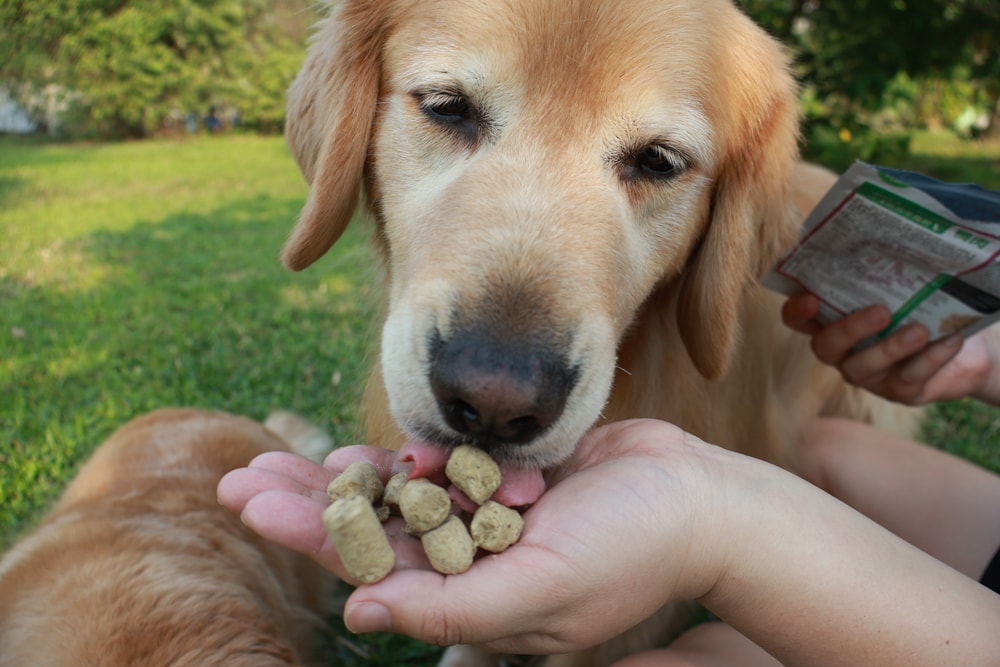 天然無穀凍乾狗糧推薦｜NZ Natural鮮開凍WOOF凍乾。紐西蘭凍乾生食、天然無穀高含肉量，挑嘴犬也愛吃！