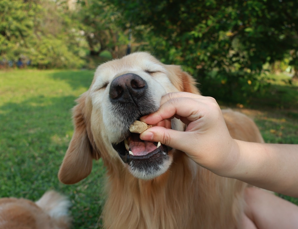 天然無穀凍乾狗糧推薦｜NZ Natural鮮開凍WOOF凍乾。紐西蘭凍乾生食、天然無穀高含肉量，挑嘴犬也愛吃！