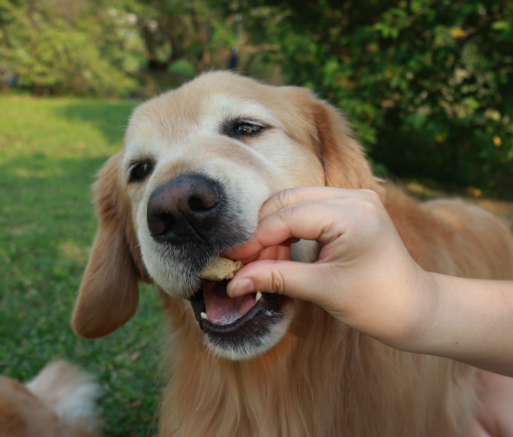 天然無穀凍乾狗糧推薦｜NZ Natural鮮開凍WOOF凍乾。紐西蘭凍乾生食、天然無穀高含肉量，挑嘴犬也愛吃！