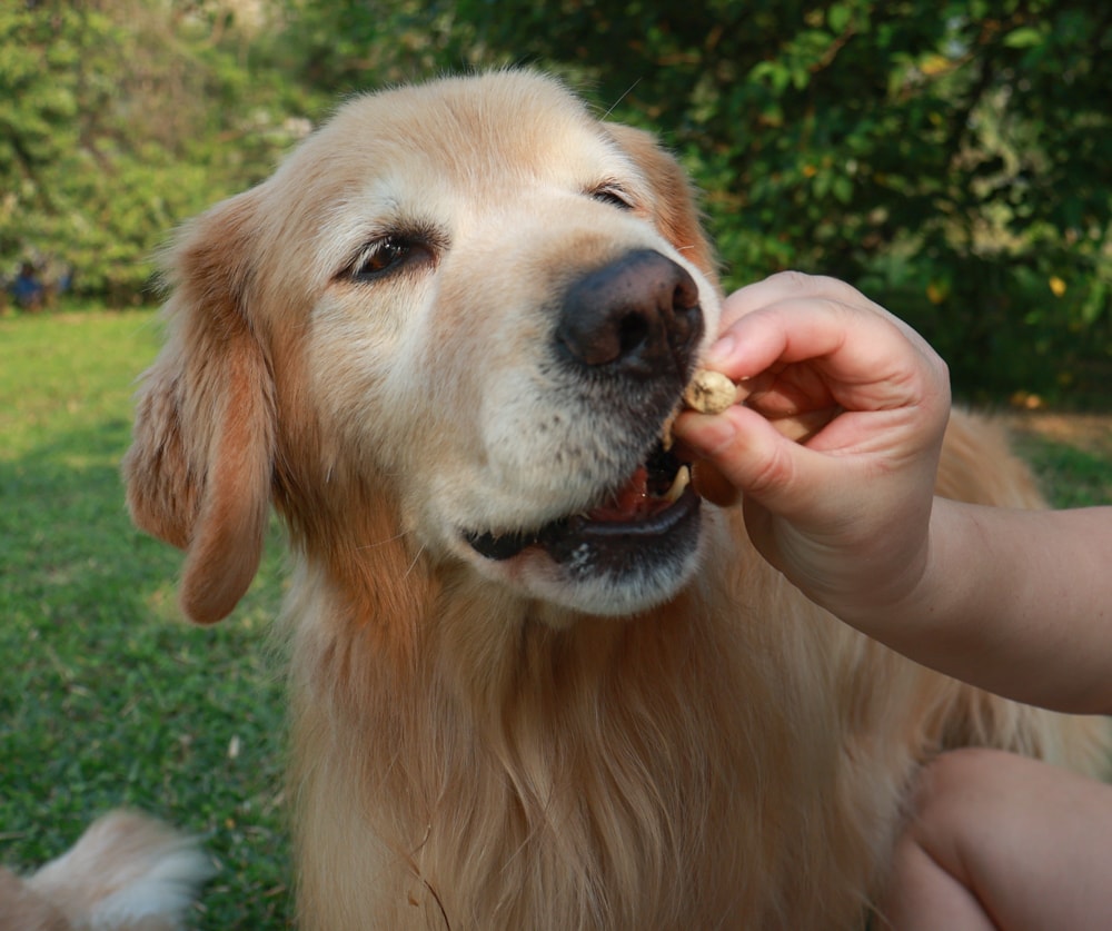 天然無穀凍乾狗糧推薦｜NZ Natural鮮開凍WOOF凍乾。紐西蘭凍乾生食、天然無穀高含肉量，挑嘴犬也愛吃！