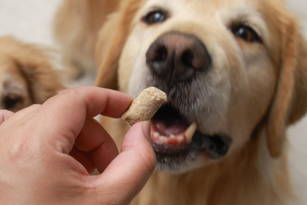 天然無穀凍乾狗糧推薦｜NZ Natural鮮開凍WOOF凍乾。紐西蘭凍乾生食、天然無穀高含肉量，挑嘴犬也愛吃！
