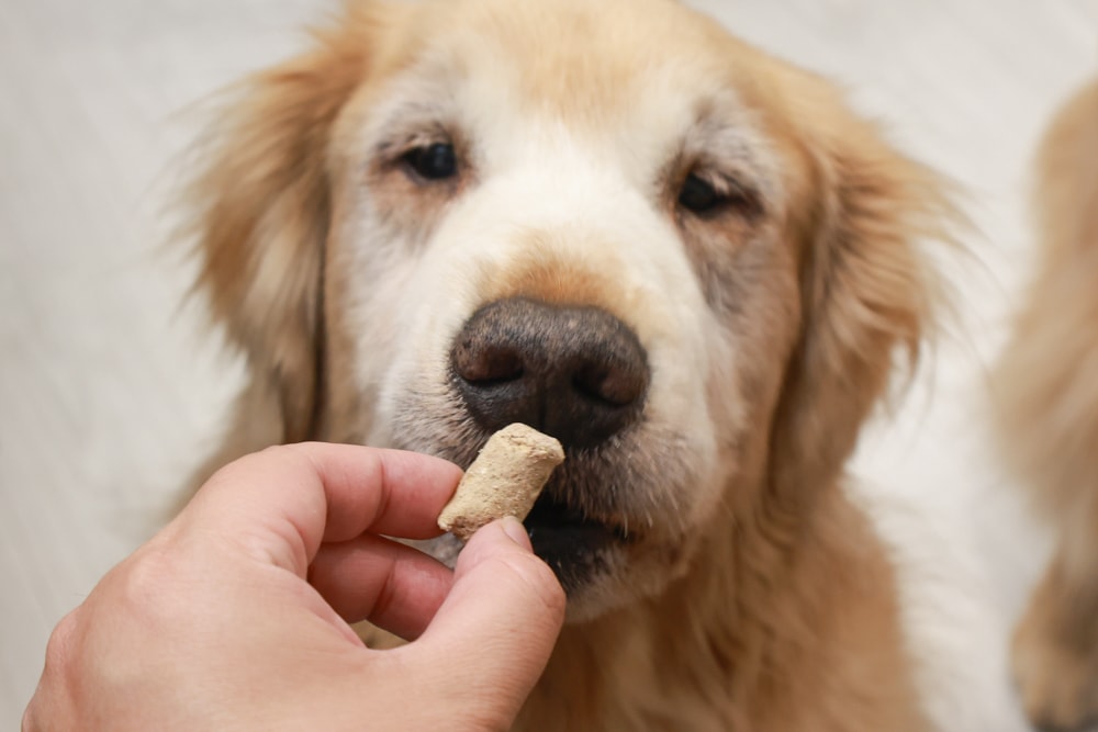 天然無穀凍乾狗糧推薦｜NZ Natural鮮開凍WOOF凍乾。紐西蘭凍乾生食、天然無穀高含肉量，挑嘴犬也愛吃！