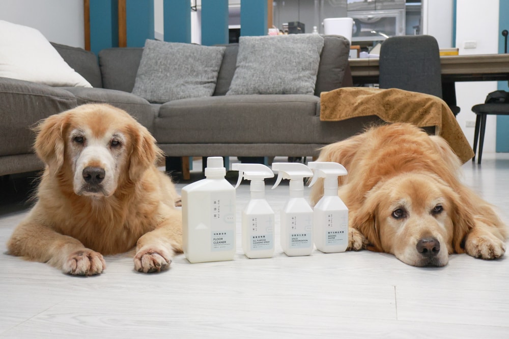 毛孩家庭清潔推薦｜吳添家植萃酵素清潔劑！從地板、空氣、織品一次搞定、天然無添加、全方位家庭清潔神隊友