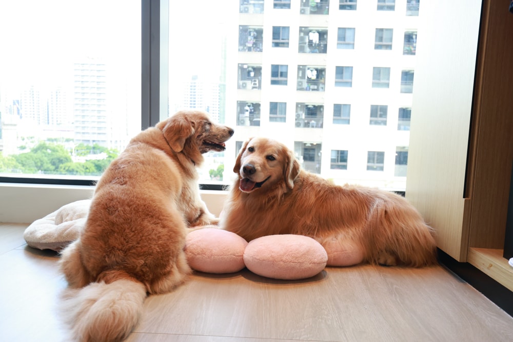 新北住宿推薦|新北新莊凱悅嘉軒酒店Hyatt Place。近機捷、宏匯廣場、寵物友善飯店推薦、交通便利、空中泳池 - 第29張圖 新北住宿推薦|新北新莊凱悅嘉軒酒店Hyatt Place。近機捷、宏匯廣場、寵物友善飯店推薦、交通便利、空中泳池