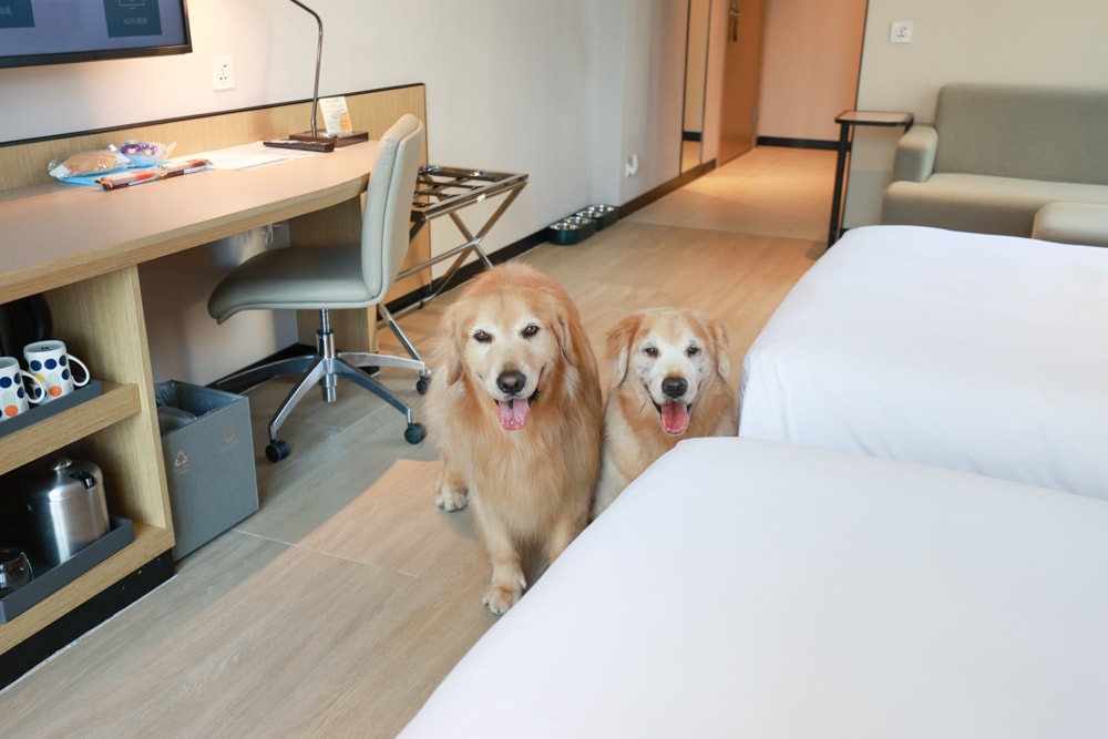 新北寵物旅館 新北新莊凱悅嘉軒酒店Hyatt Place