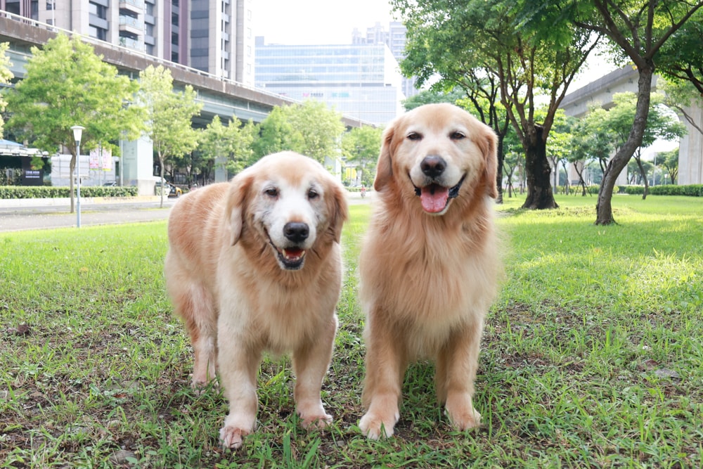 新北住宿推薦|新北新莊凱悅嘉軒酒店Hyatt Place。近機捷、宏匯廣場、寵物友善飯店推薦、交通便利、空中泳池 - 第5張圖 新北住宿推薦|新北新莊凱悅嘉軒酒店Hyatt Place。近機捷、宏匯廣場、寵物友善飯店推薦、交通便利、空中泳池