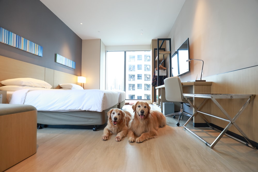 新北住宿推薦|新北新莊凱悅嘉軒酒店Hyatt Place。近機捷、宏匯廣場、寵物友善飯店推薦、交通便利、空中泳池 - 第20張圖 新北住宿推薦|新北新莊凱悅嘉軒酒店Hyatt Place。近機捷、宏匯廣場、寵物友善飯店推薦、交通便利、空中泳池