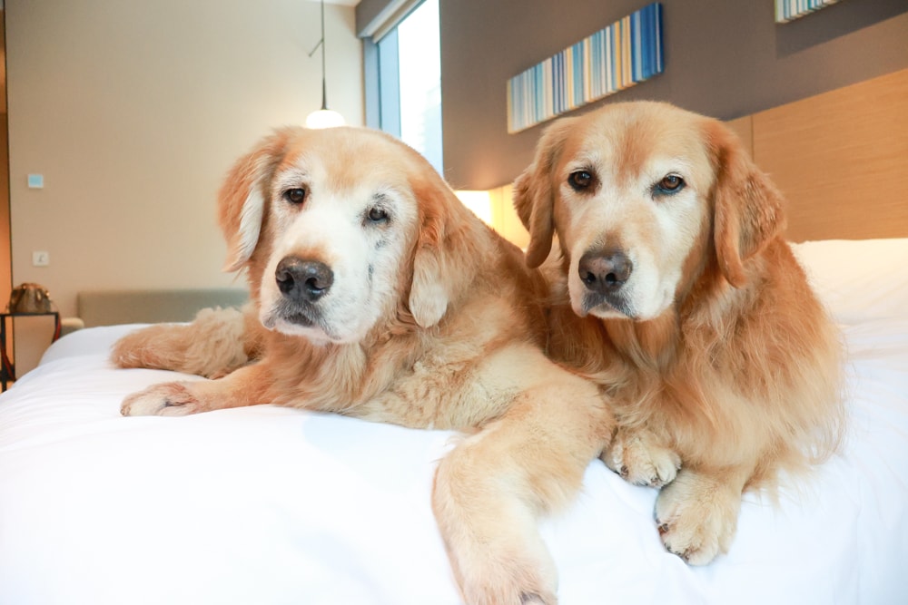 新北住宿推薦|新北新莊凱悅嘉軒酒店Hyatt Place。近機捷、宏匯廣場、寵物友善飯店推薦、交通便利、空中泳池 - 第1張圖 新北住宿推薦|新北新莊凱悅嘉軒酒店Hyatt Place。近機捷、宏匯廣場、寵物友善飯店推薦、交通便利、空中泳池