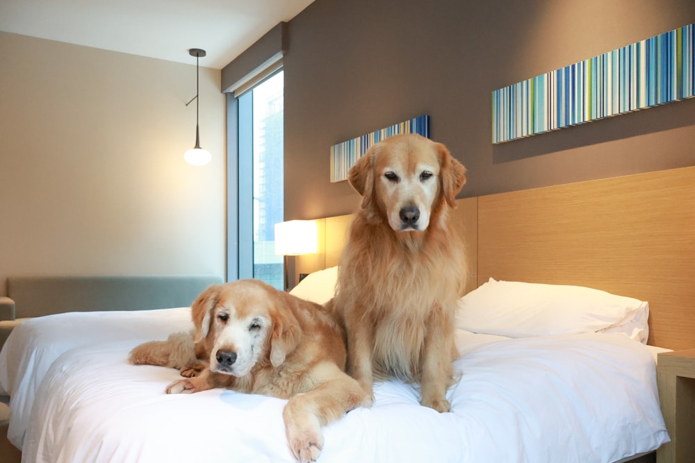 新北住宿推薦|新北新莊凱悅嘉軒酒店Hyatt Place。近機捷、宏匯廣場、寵物友善飯店推薦、交通便利、空中泳池 - 第28張圖 新北住宿推薦|新北新莊凱悅嘉軒酒店Hyatt Place。近機捷、宏匯廣場、寵物友善飯店推薦、交通便利、空中泳池