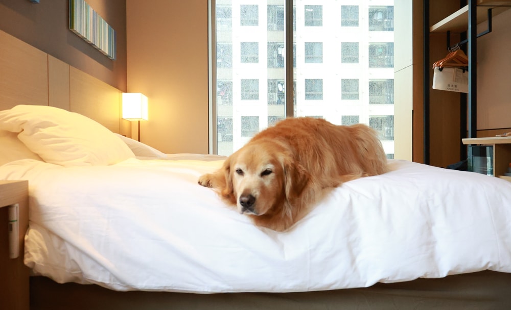 新北住宿推薦｜新北新莊凱悅嘉軒酒店Hyatt Place。近機捷、宏匯廣場、寵物友善飯店推薦、交通便利、空中泳池