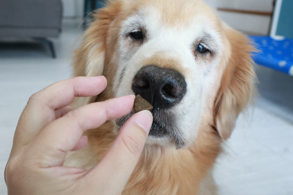 西班牙OWNAT歐娜特 Care 機能照護配方天然鮮肉糧｜犬糧、狗狗飼料、關節、腸胃、皮毛機能照護全到位！