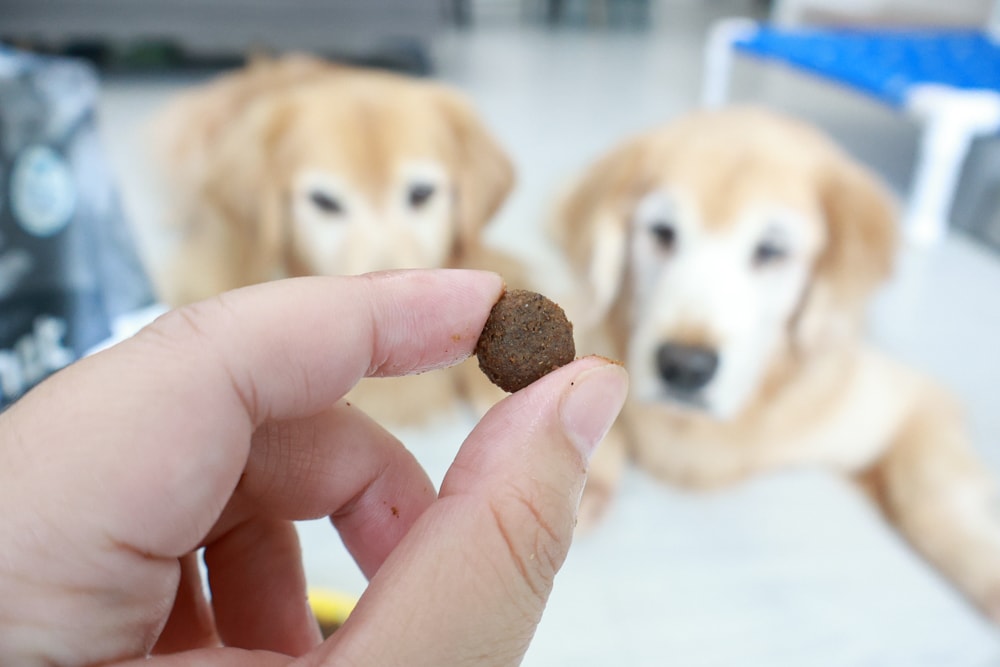 西班牙OWNAT歐娜特 Care 機能照護配方天然鮮肉糧｜犬糧、狗狗飼料、關節、腸胃、皮毛機能照護全到位！