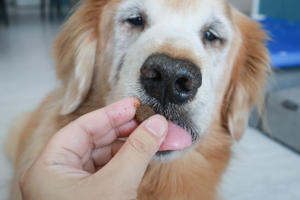 西班牙OWNAT歐娜特 Care 機能照護配方天然鮮肉糧｜犬糧、狗狗飼料、關節、腸胃、皮毛機能照護全到位！