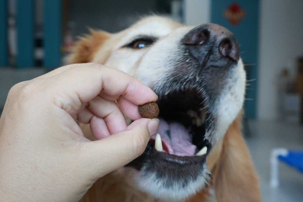西班牙OWNAT歐娜特 Care 機能照護配方天然鮮肉糧｜犬糧、狗狗飼料、關節、腸胃、皮毛機能照護全到位！