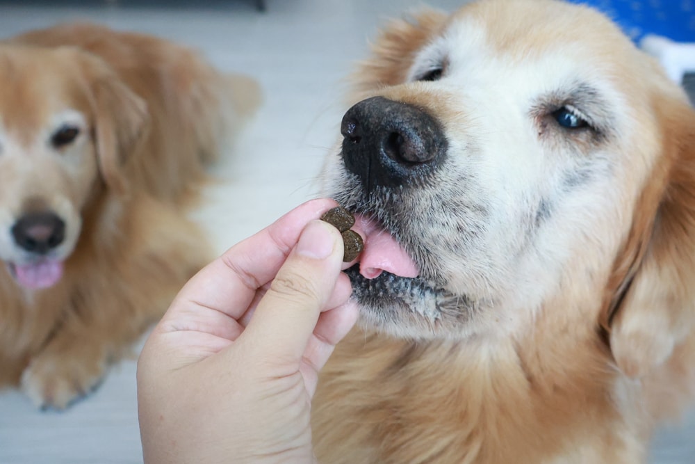 西班牙OWNAT歐娜特 Care 機能照護配方天然鮮肉糧｜犬糧、狗狗飼料、關節、腸胃、皮毛機能照護全到位！