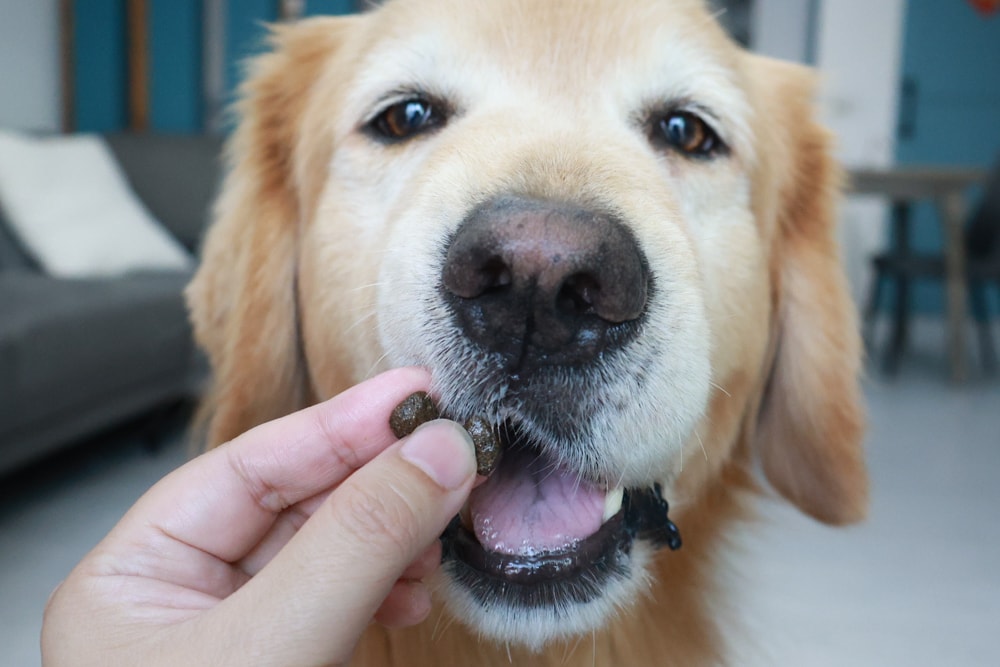 西班牙OWNAT歐娜特 Care 機能照護配方天然鮮肉糧｜犬糧、狗狗飼料、關節、腸胃、皮毛機能照護全到位！