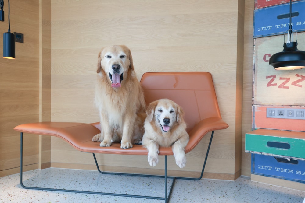 高雄住宿推薦｜高雄英迪格酒店。寵物住房專案開箱，近中央公園、捷運、美食購物都方便！