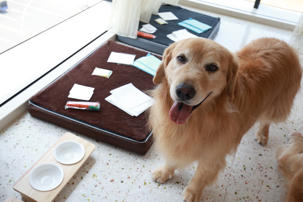 高雄住宿推薦｜高雄英迪格酒店。寵物住房專案開箱，近中央公園、捷運、美食購物都方便！