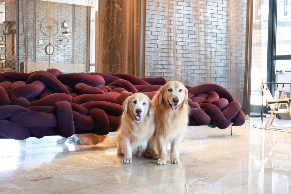 高雄住宿推薦｜高雄英迪格酒店。寵物住房專案開箱，近中央公園、捷運、美食購物都方便！