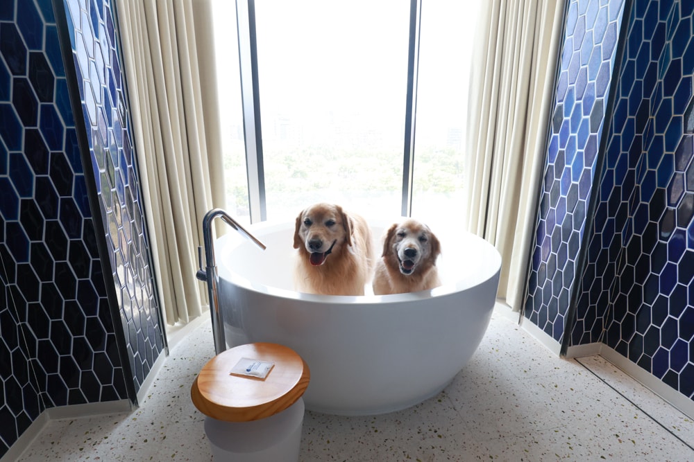 高雄住宿推薦｜高雄英迪格酒店。寵物住房專案開箱，近中央公園、捷運、美食購物都方便！