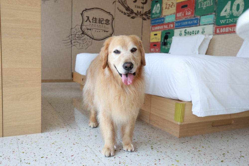 高雄住宿推薦｜高雄英迪格酒店。寵物住房專案開箱，近中央公園、捷運、美食購物都方便！